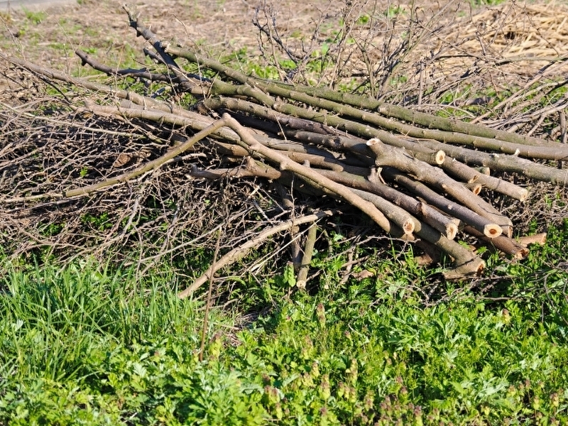 木材・木の枝の捨て方