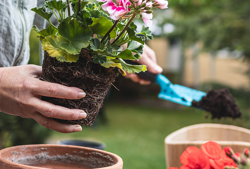 家庭ゴ植木鉢の便利な処分方法を解説。不用品回収業者のメリットを詳しく紹介