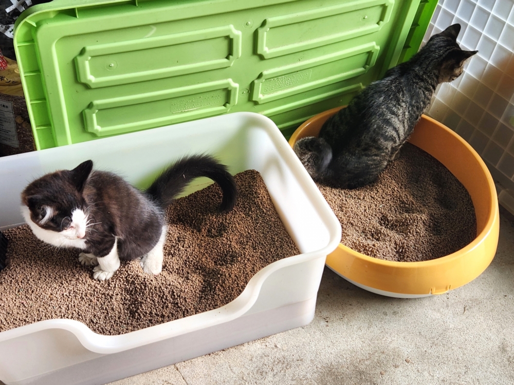 猫砂処分時のニオイ・飛散対策【捨て方とあわせてチェック】